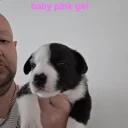 Mixed Breed