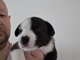 Mixed Breed