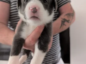 Mixed Breed