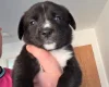 Mixed Breed