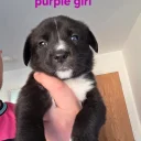 Mixed Breed