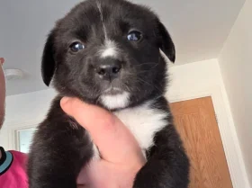 Mixed Breed