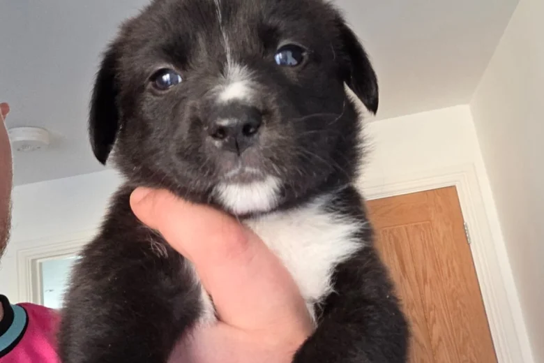 Mixed Breed