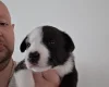 Mixed Breed