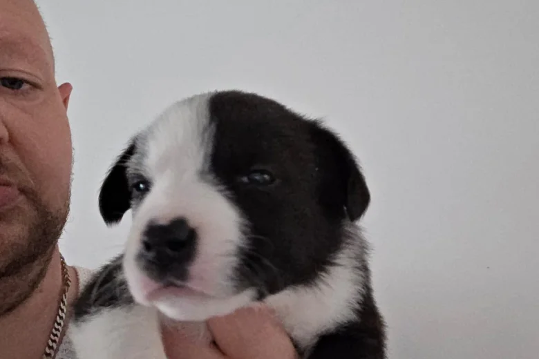 Mixed Breed
