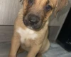 Mixed Breed