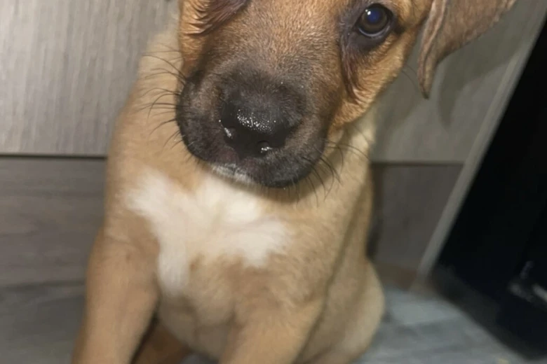 Mixed Breed