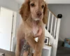 Mixed Breed