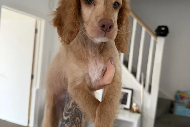 Mixed Breed