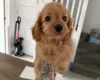 Mixed Breed