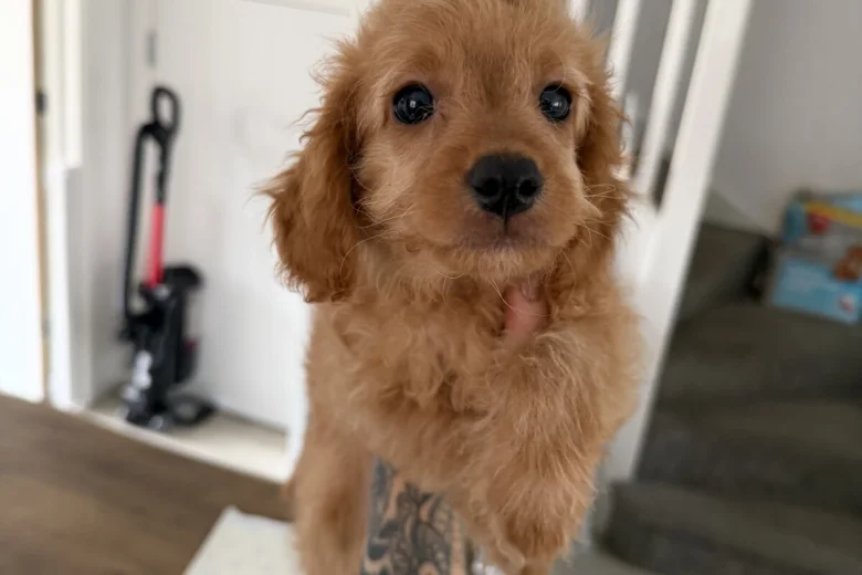 Mixed Breed