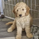 Mixed Breed