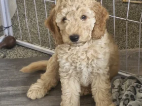 Mixed Breed