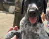 Mixed Breed
