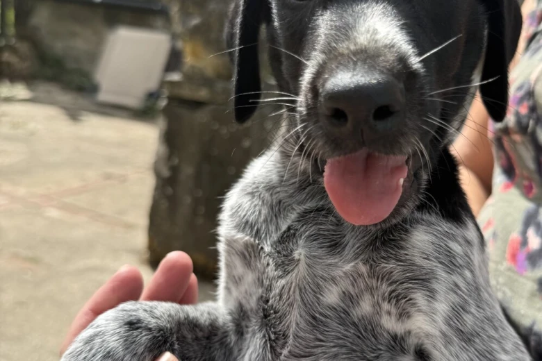 Mixed Breed
