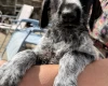 Mixed Breed