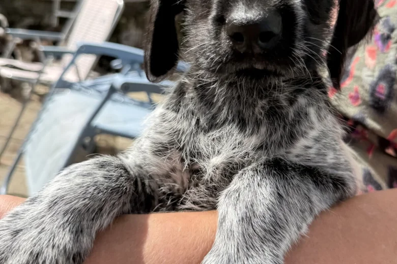 Mixed Breed