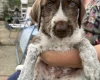 Mixed Breed