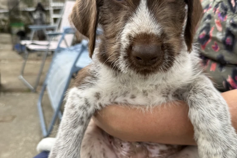 Mixed Breed