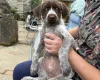 Mixed Breed