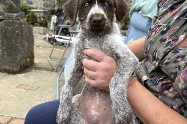 Mixed Breed