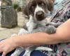 Mixed Breed