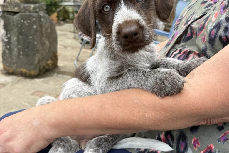 Mixed Breed