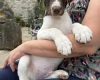 Mixed Breed