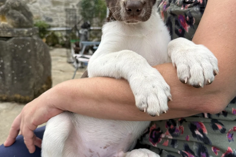 Mixed Breed