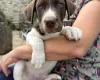 Mixed Breed