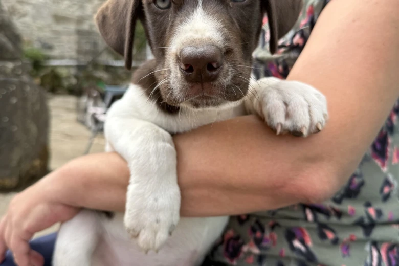 Mixed Breed