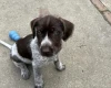 Mixed Breed