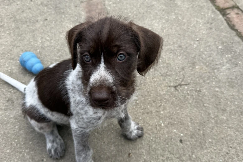 Mixed Breed