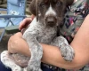 Mixed Breed