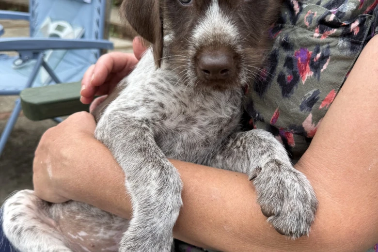 Mixed Breed