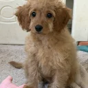 Mixed Breed