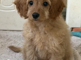 Mixed Breed