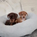 Mixed Breed