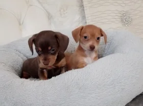 Mixed Breed