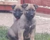 Mixed Breed