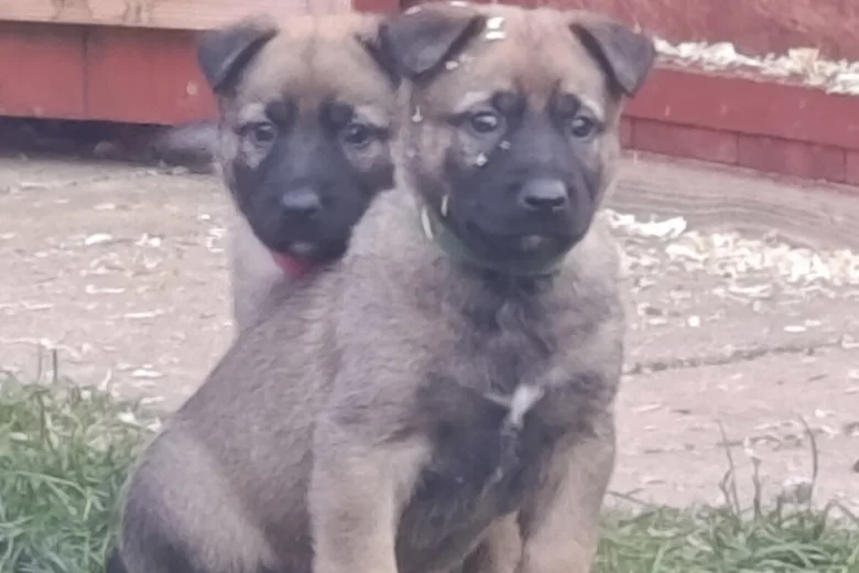 Mixed Breed