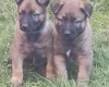 Mixed Breed