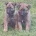 Mixed Breed