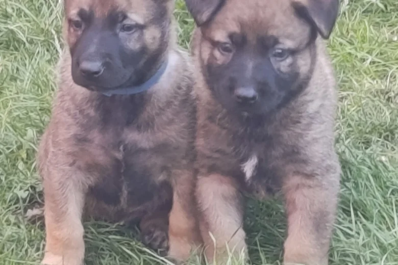 Mixed Breed
