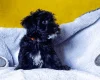 Morkie