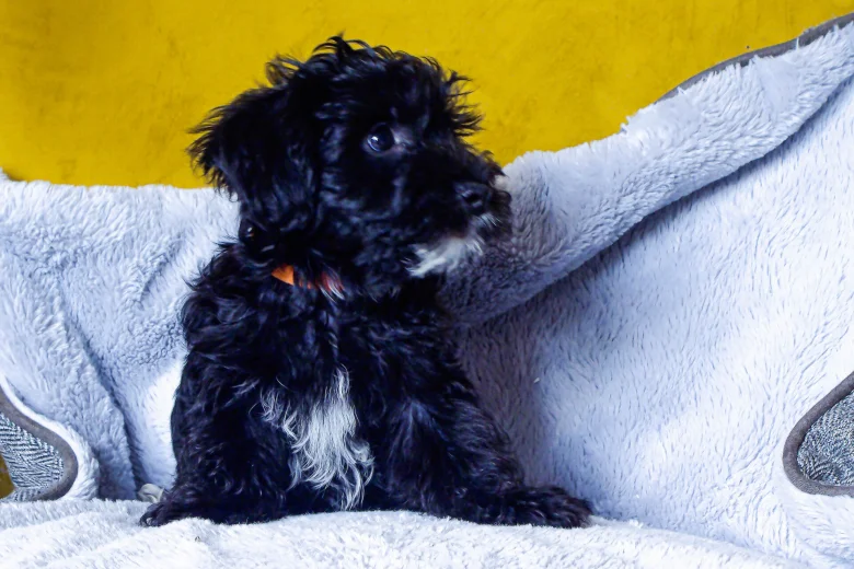 Morkie