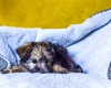 Morkie