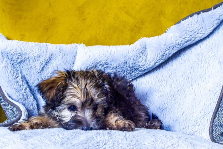 Morkie