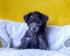 Morkie