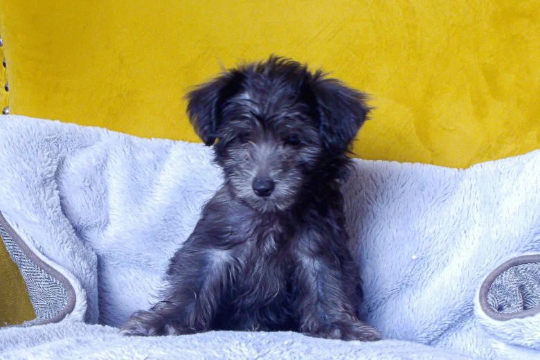 Morkie